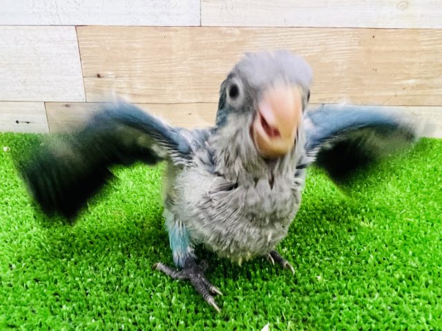 オキナインコ