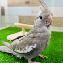 グレー多めのホワイトフェイスオカメインコ