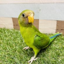 初入舎！あまり見かけないレア種です！コセイインコ！