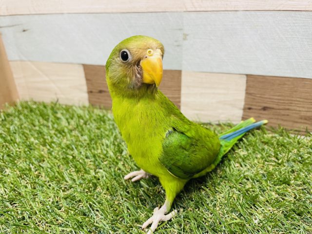 初入舎！あまり見かけないレア種です！コセイインコ！