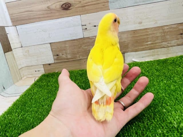 コザクラインコ（小桜インコ）