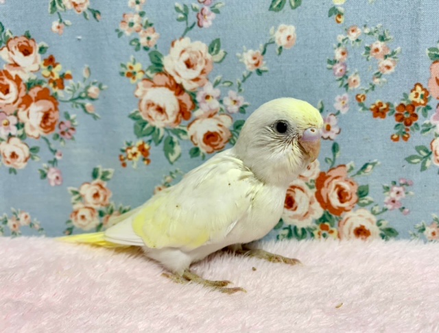 セキセイインコ　クリーム　レアカラーのコが入舎しました！　　７/２４