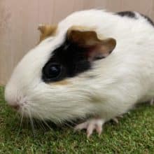 最新画像になりますよ！！パンダさんみたいな模様のモルちゃん！　モルモット　イングリッシュ