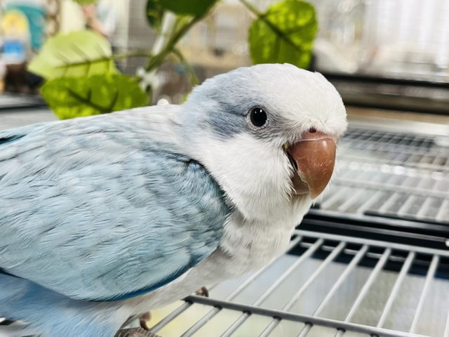 オキナインコ