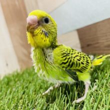 馴れる予感がプンプンします♪セキセイインコのオパーリンカラー！
