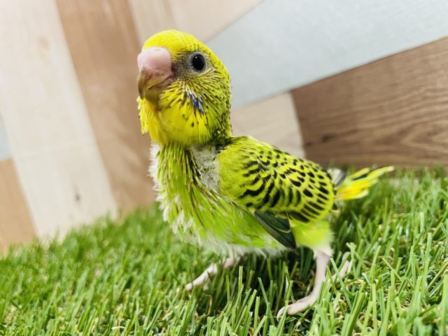 馴れる予感がプンプンします♪セキセイインコのオパーリンカラー！