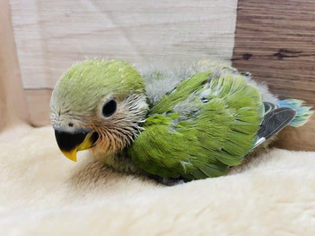 わたわたキュートなヒナさんです！コザクラインコのノーマルカラー！