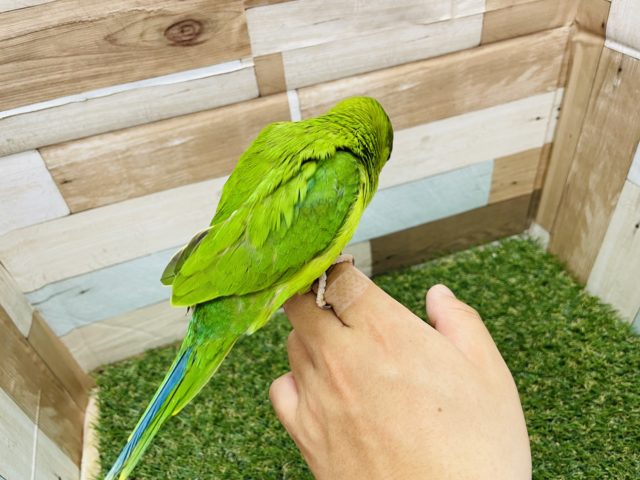 コセイインコ