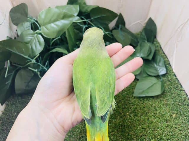 コザクラインコ（小桜インコ）