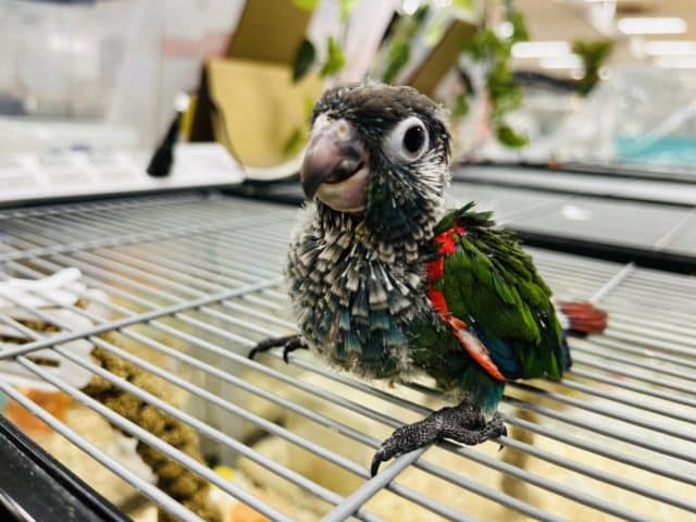 アオシンジュウロコインコ　