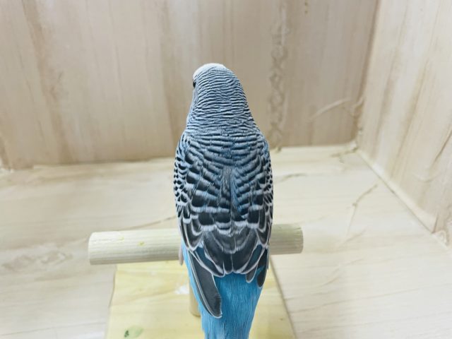 ジャンボセキセイインコ