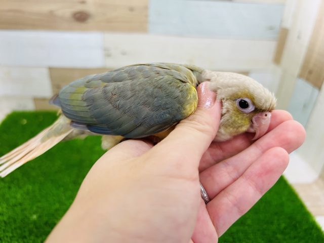 ホオミドリウロコインコ