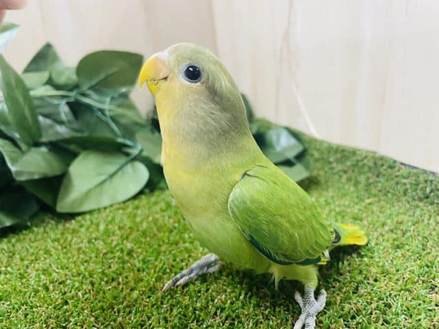 最新画像になりますよ〜🧡🍊オレンジフェイス！🧡🍊 見てくださいな！ コザクラインコ オレンジフェイスオパーリン