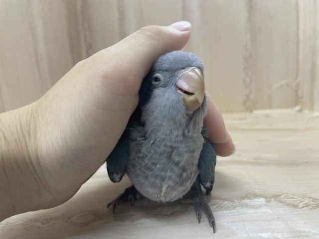 オキナインコ