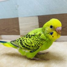 ご飯が欲しくてカミカミしちゃう元気いっぱいのセキセイインコ☆