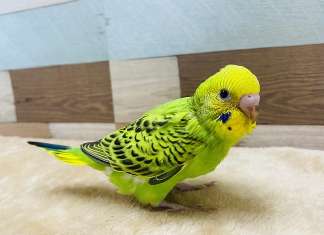 ご飯が欲しくてカミカミしちゃう元気いっぱいのセキセイインコ☆