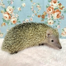 ヒメハリテンレック 小粒のおめめ👀がキュート♡ 7/28