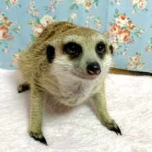 ミーアキャット入舎してます✨ 5/28