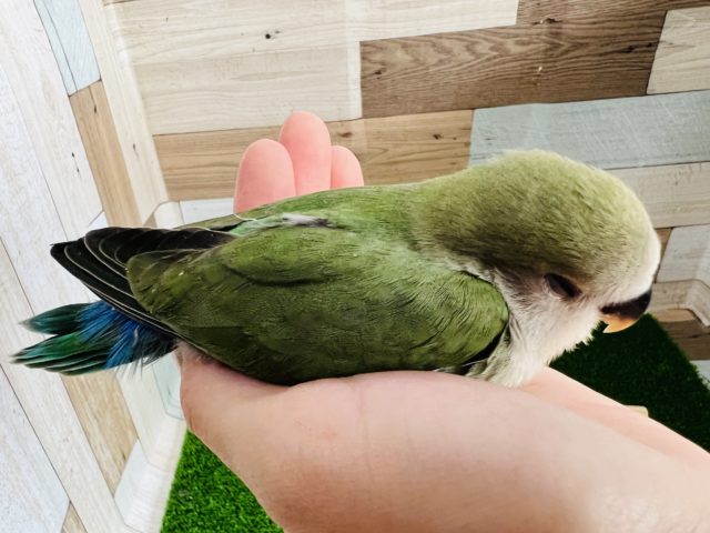 コザクラインコ（小桜インコ）