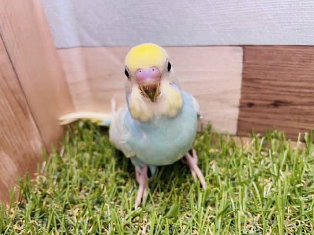 最新画像有り☆淡く人気の高いカラー♪セキセイインコパステルレインボーパイドやって来ました！