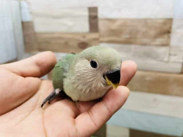 コザクラインコ（小桜インコ）