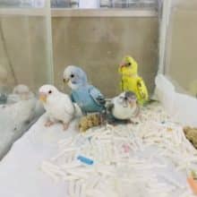 【期間限定】第二弾！！！流山店のセキセイフェア対象セキセイズ　R４　８／７撮影