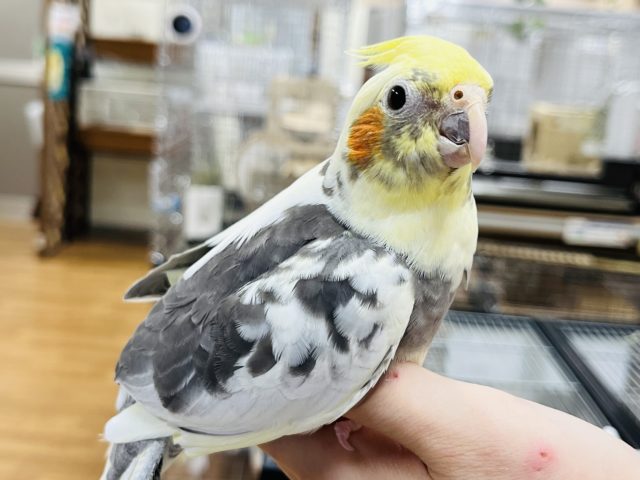 ツンデレオカメちゃんはいかが オカメインコ パイド 東京からもほど近い 千葉県 神奈川県 埼玉県でオカメインコ を販売するペットショップ