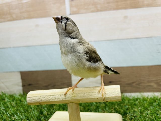 錦花鳥（キンカチョウ）