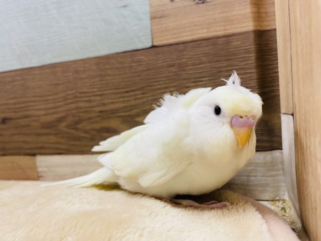 羽衣セキセイインコ