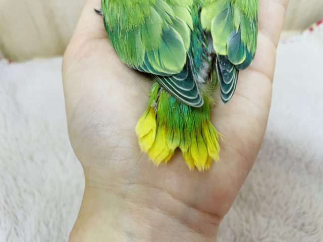 コザクラインコ（小桜インコ）