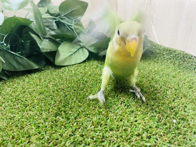 コザクラインコ（小桜インコ）