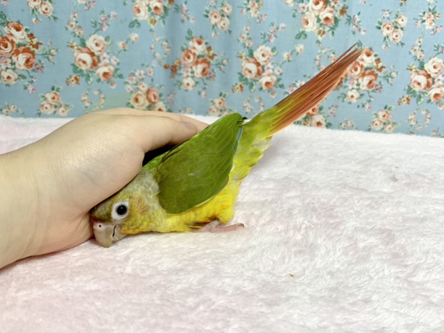 ホオミドリウロコインコ