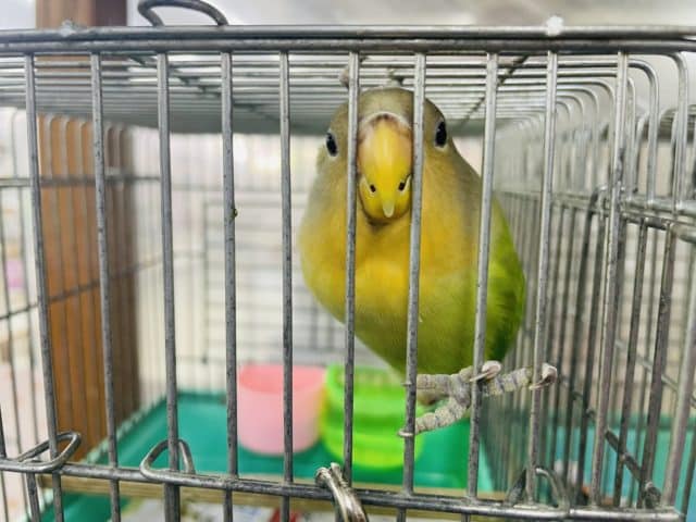 コザクラインコ（小桜インコ）