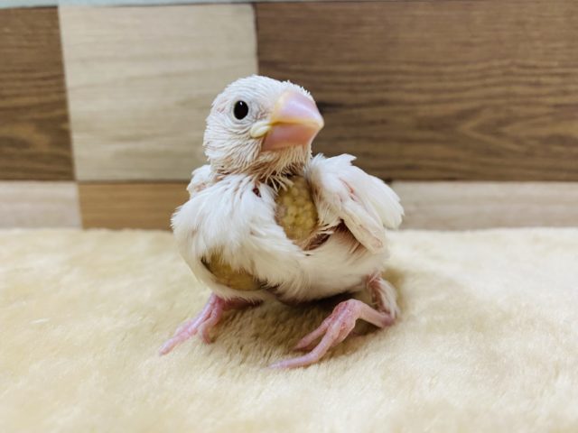 真っ白で人気の高い白文鳥のヒナやって来ました〜♪