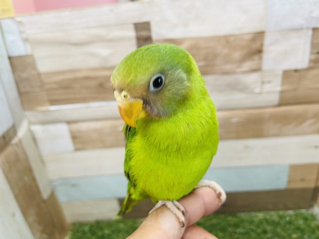 コセイインコ