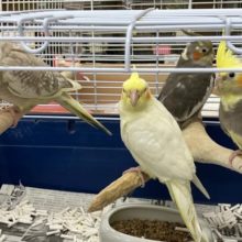 オカメちゃん集合です！！