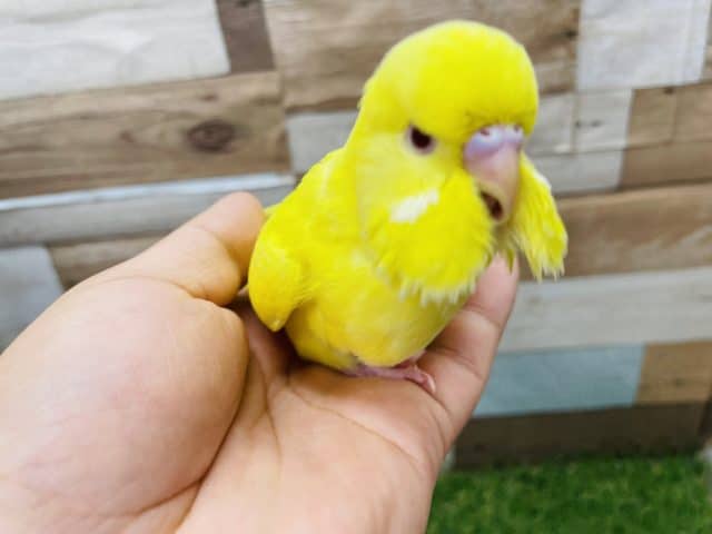 ジャンボセキセイインコ