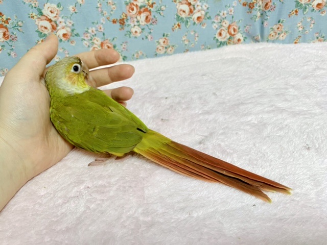 ホオミドリウロコインコ