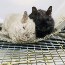 終了間近！！夏休み企画☆可愛いデグーちゃんたち！色々なカラーがいます☆