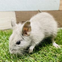 手に寄ってきてくれる女の子です！デグーのシルバーカラー！