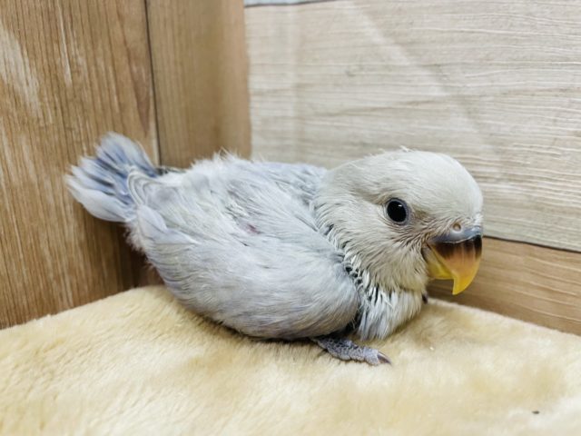 淡い色の可愛いヒナさん！コザクラインコのバイオレットオパーリンカラー！