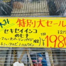 夏休み企画‼︎セキセイインコ雛セール開催中❗️