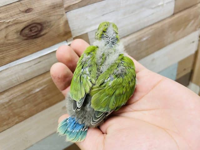 コザクラインコ（小桜インコ）