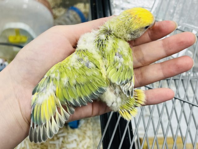 コザクラインコ（小桜インコ）