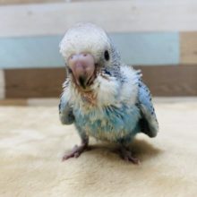 定番人気☆爽やかブルーのセキセイインコやって来ました！！