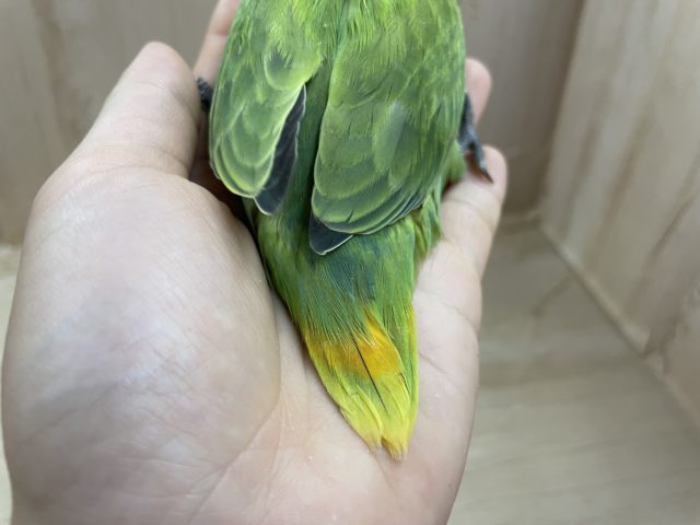 コザクラインコ（小桜インコ）