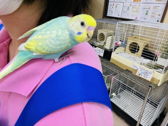 セキセイインコ