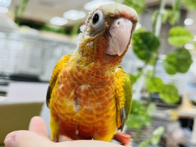 ホオミドリウロコインコ