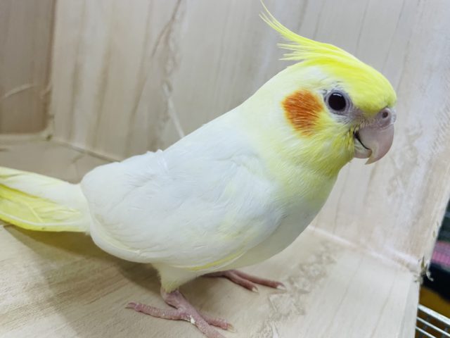 オカメインコ