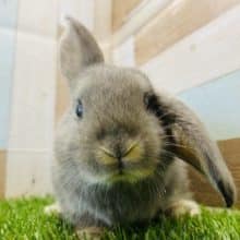 美形な男の子☆ロップイヤーラビットやって来ました！